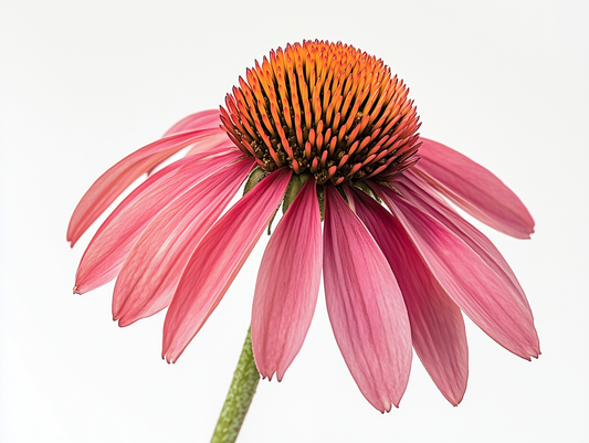 Health or Hype: Echinacea