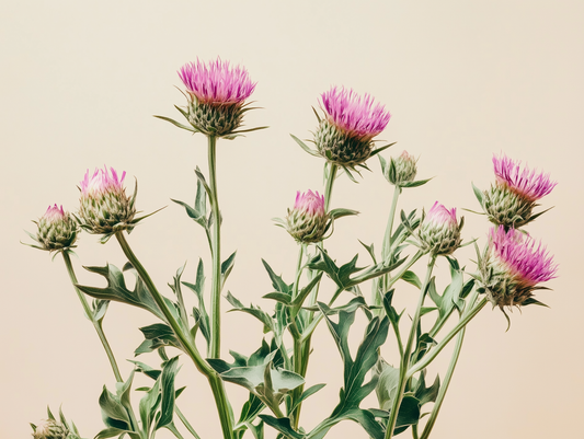 Health or Hype: Milk Thistle
