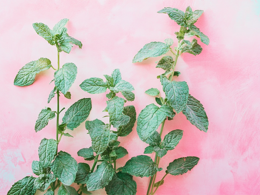 Health or Hype: Peppermint